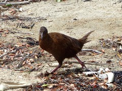Gallirallus australis scotti