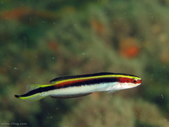 Trachinops taeniatus