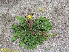 Taraxacum formosanum