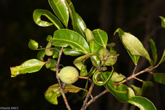 Calophyllum