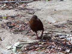 Gallirallus australis scotti