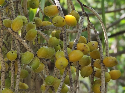 Brahea dulcis