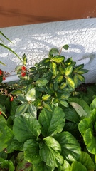 Elaeagnus × ebbingei