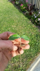 Elaeagnus × ebbingei