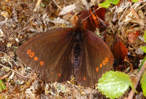 Erebia dabanensis