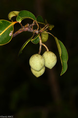 Calophyllum