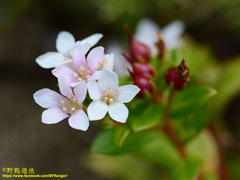 Lysimachia mauritiana