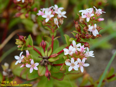 Lysimachia mauritiana