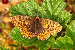 Boloria freija