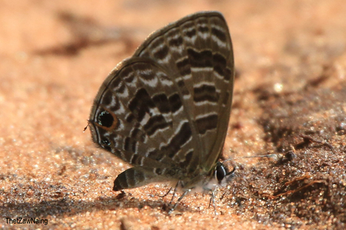 Barred Lineblue