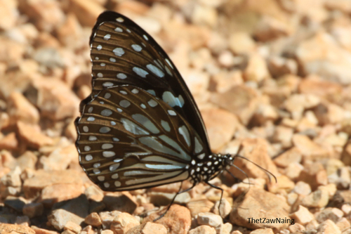 Blue Tiger