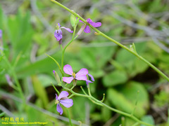 Raphanus sativus raphanistroides