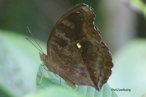 Chocolate Pansy
