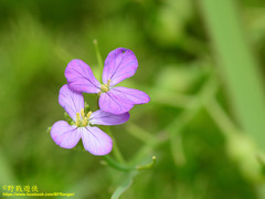 Raphanus sativus raphanistroides