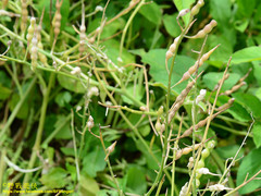 Raphanus sativus raphanistroides