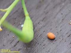 Raphanus sativus raphanistroides