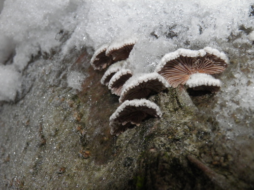 Paprastoji alksniabudė