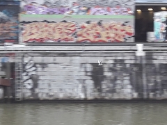 Chroicocephalus ridibundus