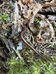 Plethodon cinereus image
