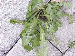 Taraxacum officinale