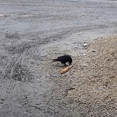 Corvus corone