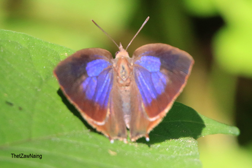 Dark Himalayan Oakblue