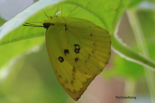 Lemon Migrant