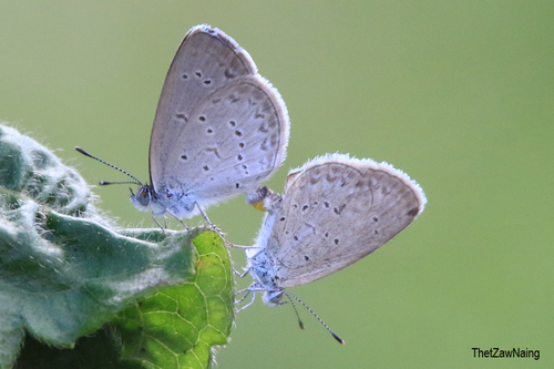 Lesser Grass Blue
