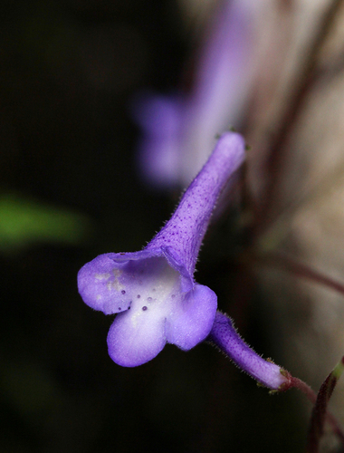 Streptocarpus grandis ssp. septentrionalis