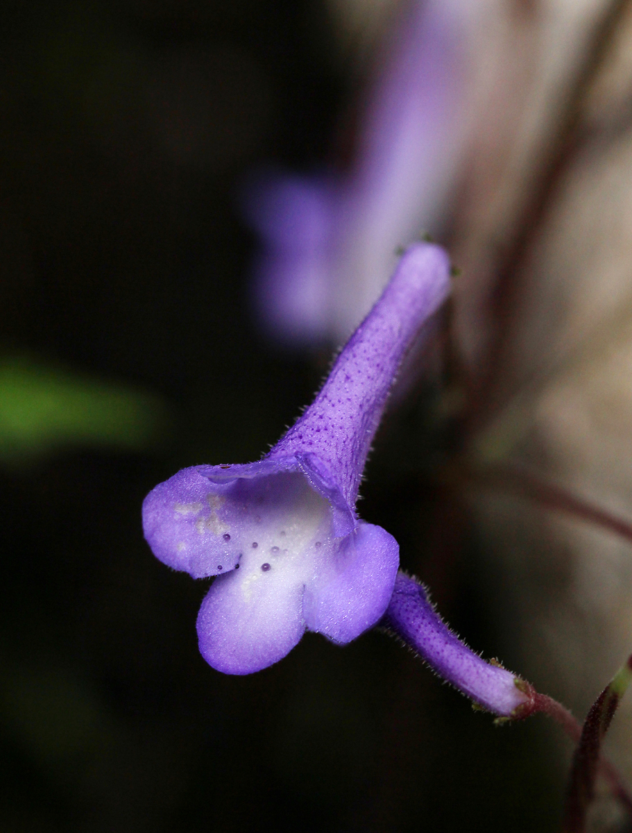 Streptocarpus grandis ssp. septentrionalis