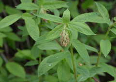 Spiraea schlothauerae