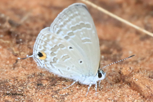 Silver Forget-me-not