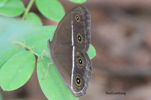 Smooth-eyed Bushbrown