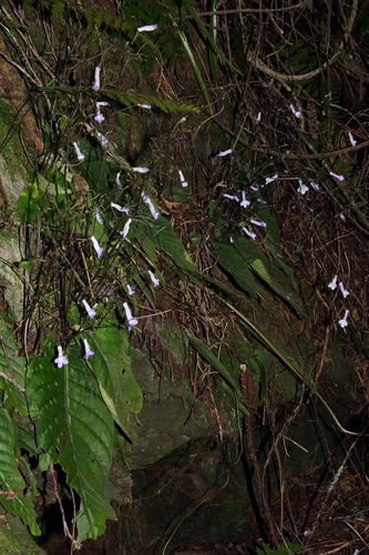 Streptocarpus grandis image