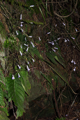 Streptocarpus grandis subsp. septentrionalis image