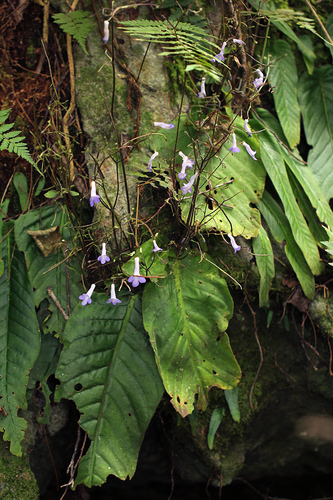 Streptocarpus grandis image