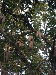 Kigelia africana africana