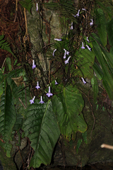 Streptocarpus grandis subsp. septentrionalis image