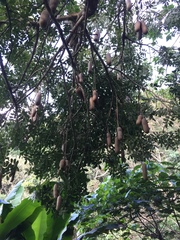 Kigelia africana africana