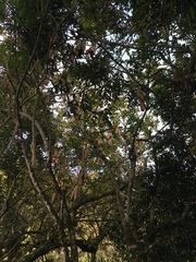 Kigelia africana africana