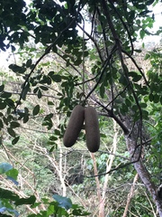 Kigelia africana africana