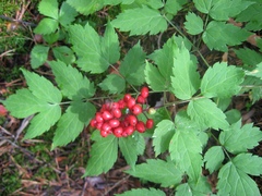 Actaea erythrocarpa