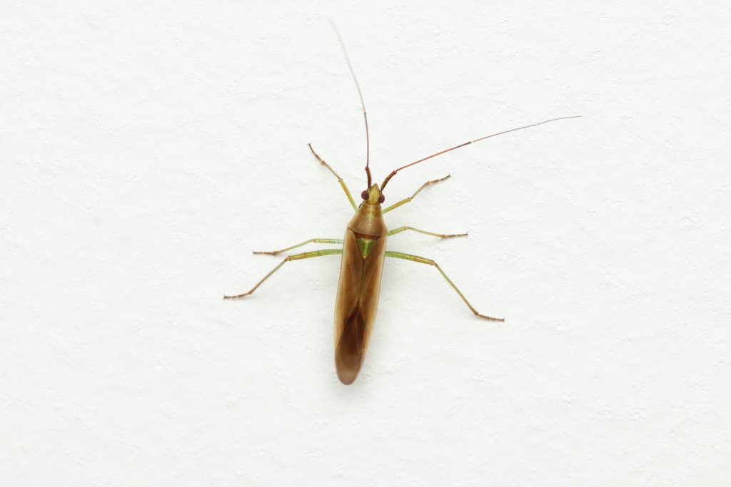 Ophthalmomiris reuteri