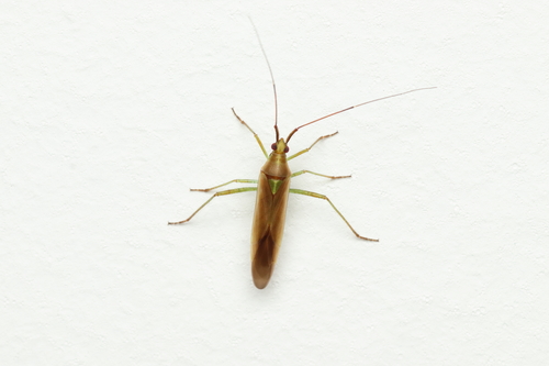 Ophthalmomiris reuteri