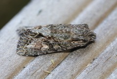 Ichneutica mutans