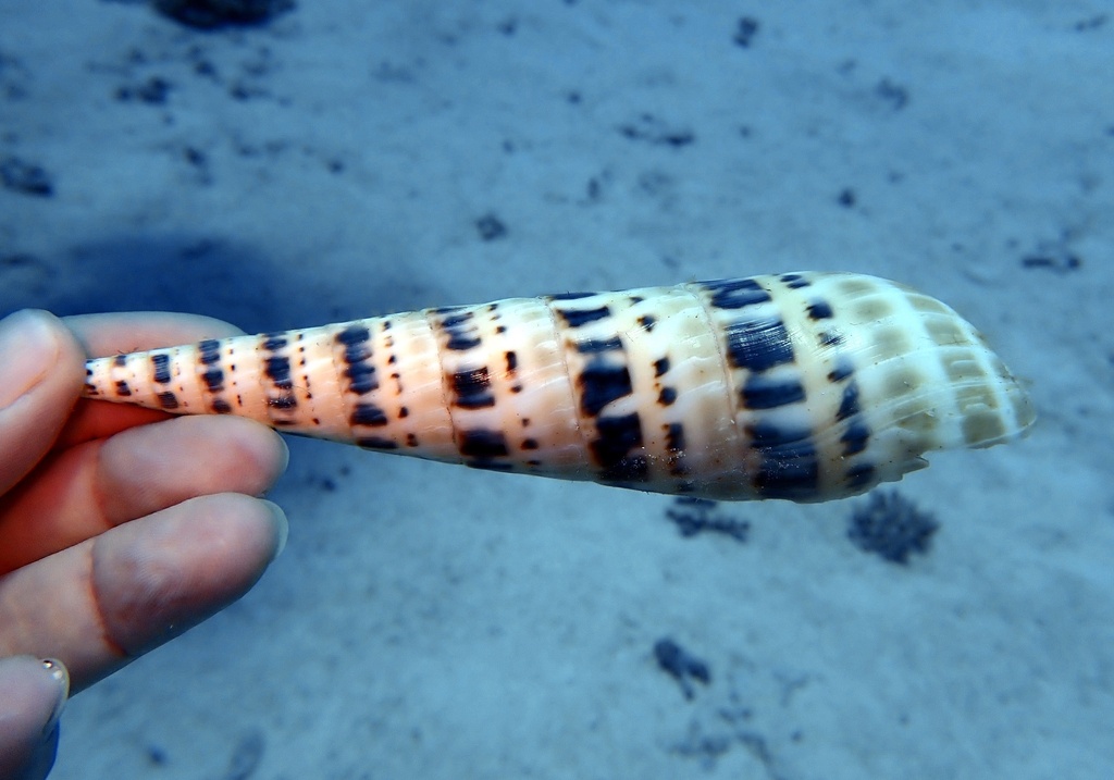 Big Auger from Gulf of Suez, Red Sea, EG on August 8, 2023 at 01:01 PM ...