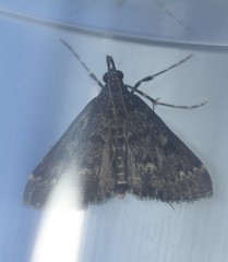 Proternia philocapna