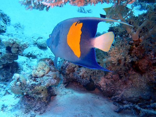 Halfmoon Angelfish — seen at this dive site