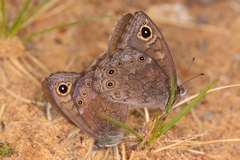 Lasiommata petropolitana