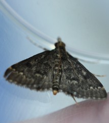 Proternia philocapna